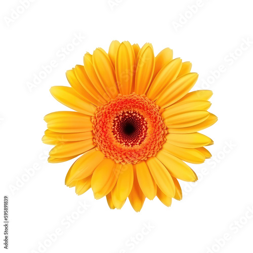 gerbera flower isolated on white background