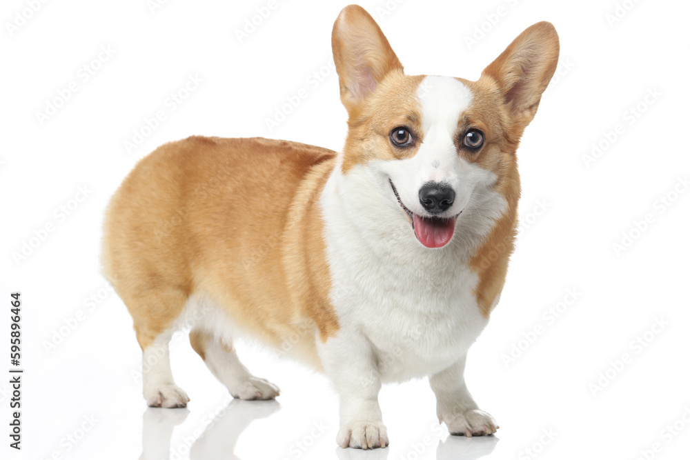 Corgi dog shot indoors against white background, white background image, closeup shot