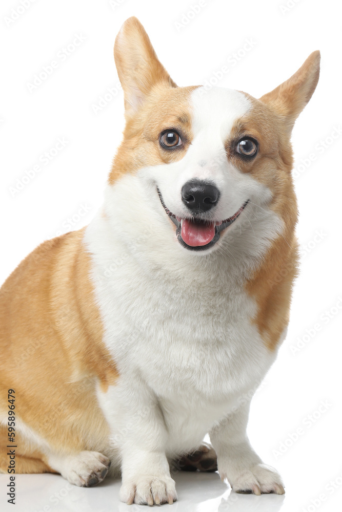 Corgi dog shot indoors against white background, white background image, closeup shot