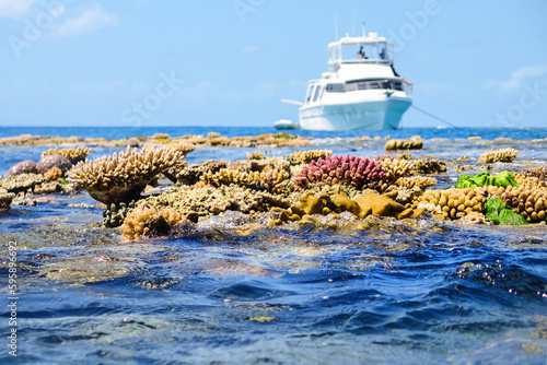 coral reef above water photo