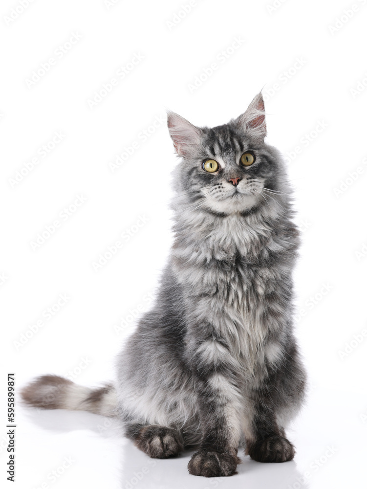 Obraz premium Maine Coon cat indoors shot against white background, white background image, closeup shot