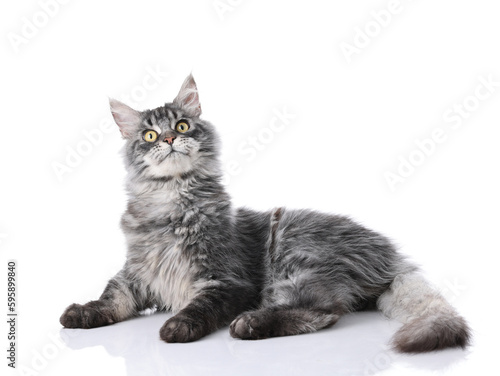 Maine Coon cat indoors shot against white background, white background image, closeup shot