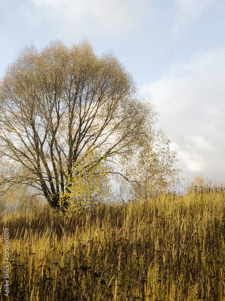 Fototapeta premium Lone tree with yellowed leaves in autumn field nature landscape