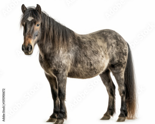 photo of Connemara   breed of pony   isolated on white background. Generative AI
