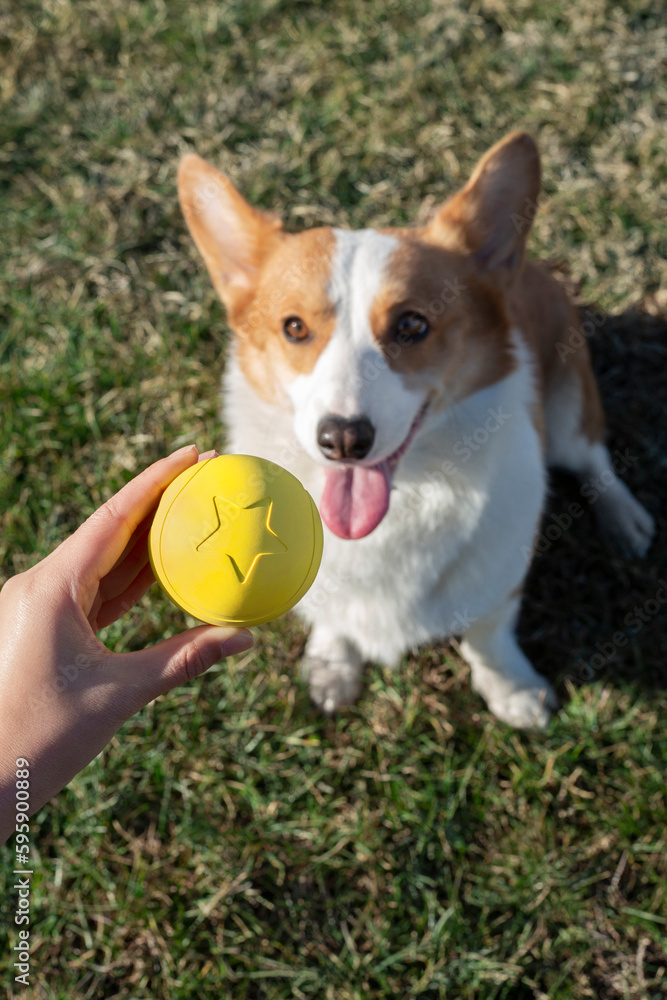 The picture of playing toys with the pet corgi dog on the outdoor grass, the warm picture of accompanying the pet