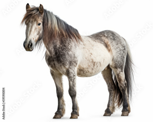 photo of Dartmoor  breed of pony isolated on white background. Generative AI