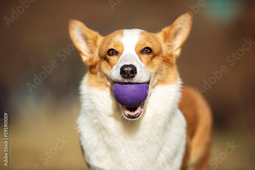 The picture of playing toys with the pet corgi dog on the outdoor grass  the warm picture of accompanying the pet