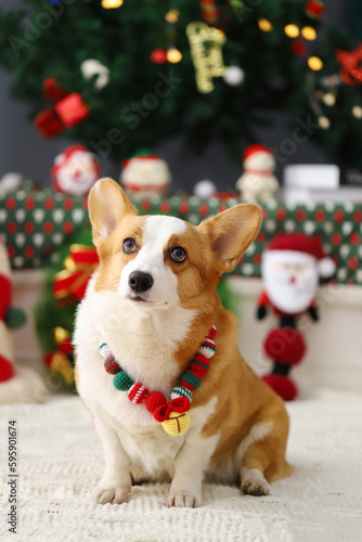 Christmas themed pets, pets in Christmas clothes, festive theme, close-up © wei