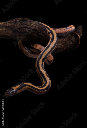 Snake wrapped around a branch(Oocatochus rufodsata or Elaphe rufodorsata), studio shot with dark background,Red backed rat snake
