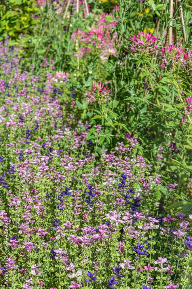 Dense thickets of clary sage and pink cleoma 