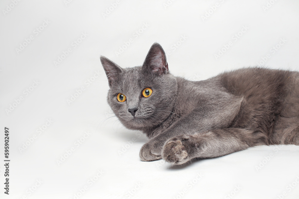 British shorthair gray cat with yellow eyes on a white background.