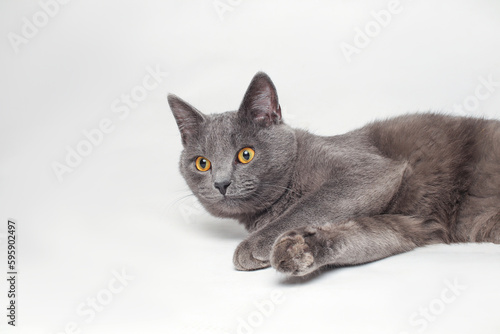 British shorthair gray cat with yellow eyes on a white background.