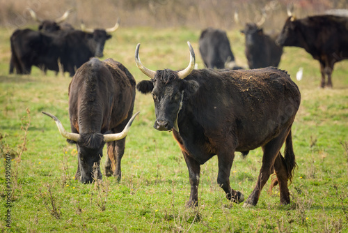 Fototapeta Naklejka Na Ścianę i Meble -  A group of black bulls standing on a pasture in Camargue