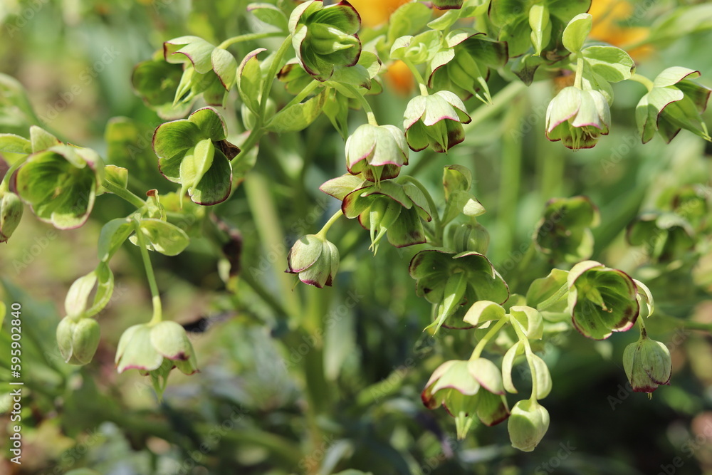 Fototapeta premium Helleborus foetidus. Stinking hellebore blossom in springtime.
