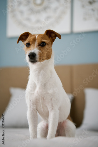 Cute dog sitting on the bed in living room, close up. Adorable pet. Jack Russell Terrier portrait. © Lazy_Bear