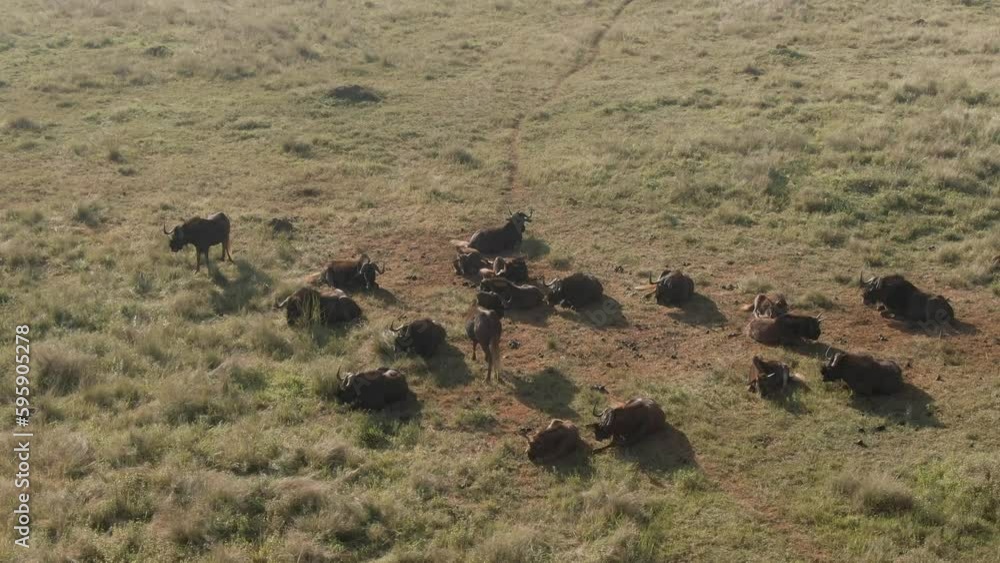 Drone aerial of large Wildebeest herd lazing in the early morning sun Drone aerial of large Wildebeest herd lazing in the early morning sun