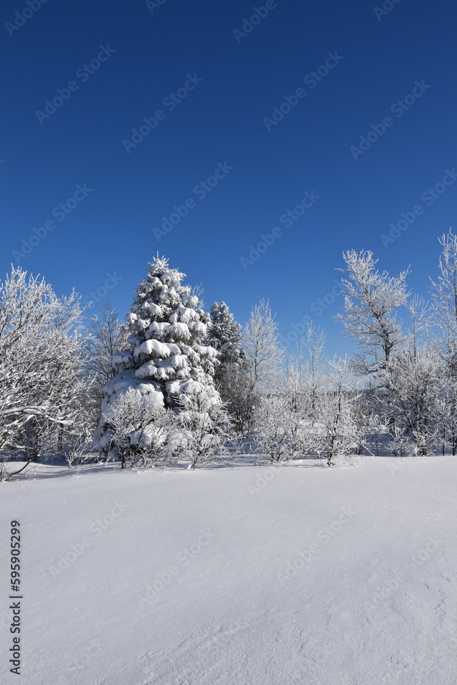 A snowy forest, Sainte-Apolline, Québec, Canada