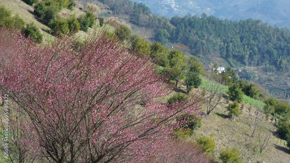 The beautiful mountains view with the pink flowers blooming on the slope of the hill in spring The beautiful mountains view with the pink flowers blooming on the slope of the hill in spring