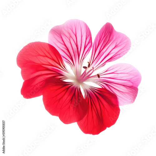 geranium flower isolated on white background photo