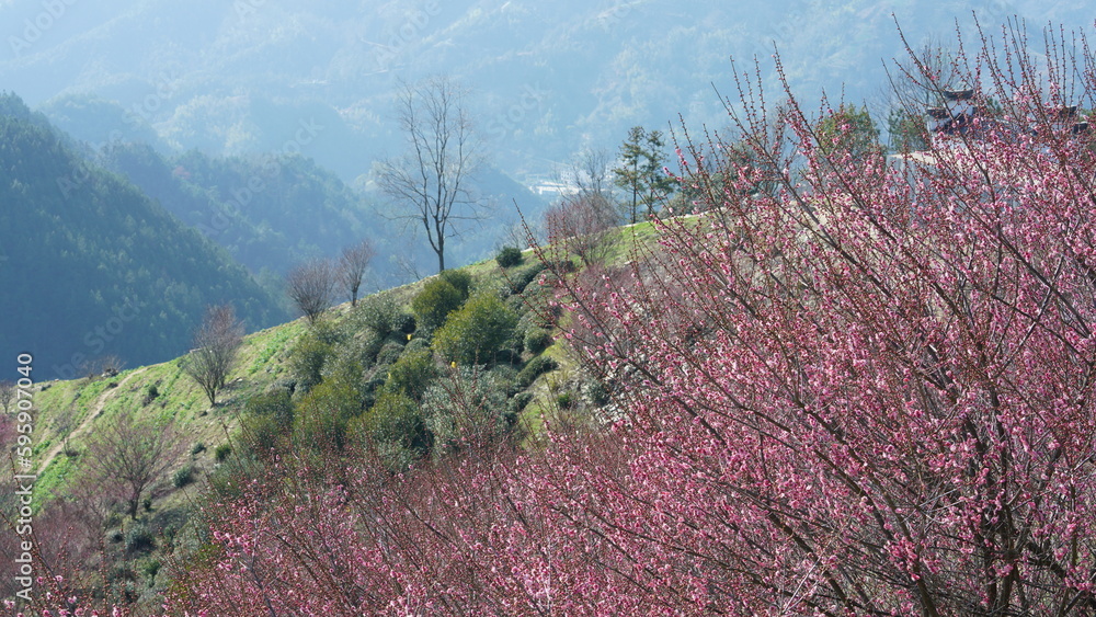 The beautiful mountains view with the pink flowers blooming on the slope of the hill in spring The beautiful mountains view with the pink flowers blooming on the slope of the hill in spring