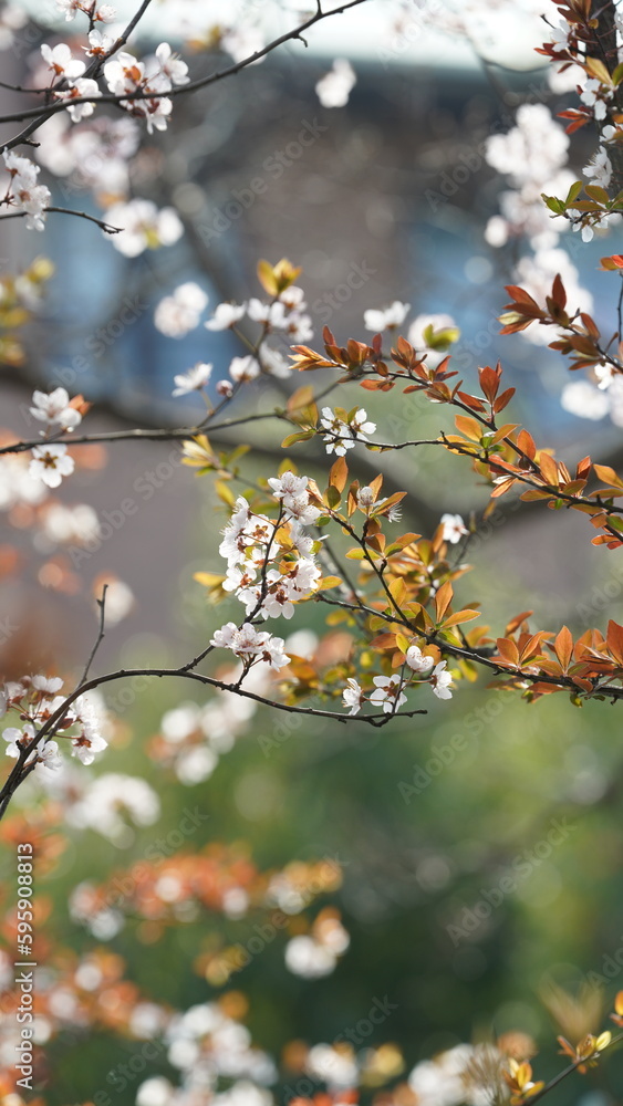 The beautiful flowers blooming in the garden in spring with the warm sunlight The beautiful flowers blooming in the garden in spring with the warm sunlight