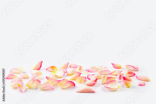 Flower petals close-up on white background with copy-space.