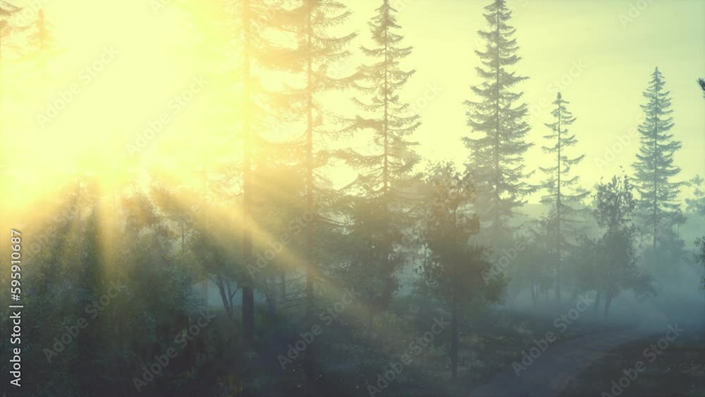 The sun glare pass through the fog and tree branches The sun glare pass through the fog and tree branches
