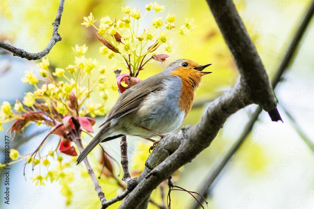 The European robin, a small cute bird with red breast, perching on a tree with green leaves singing. Blue sky, yellow and green leaves in the background. Sunny spring day in nature.