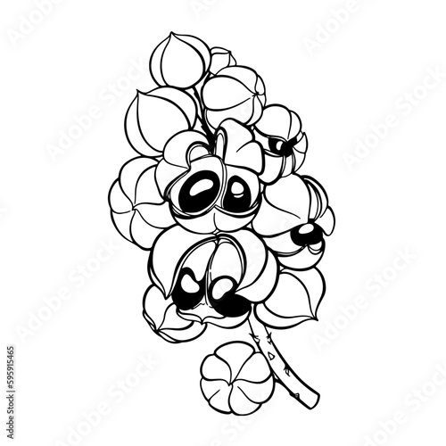 Monochrome drawing of guarana fruits. Tropical edible crop, super product, food additive, hand-drawn on a white background. Vector illustration.