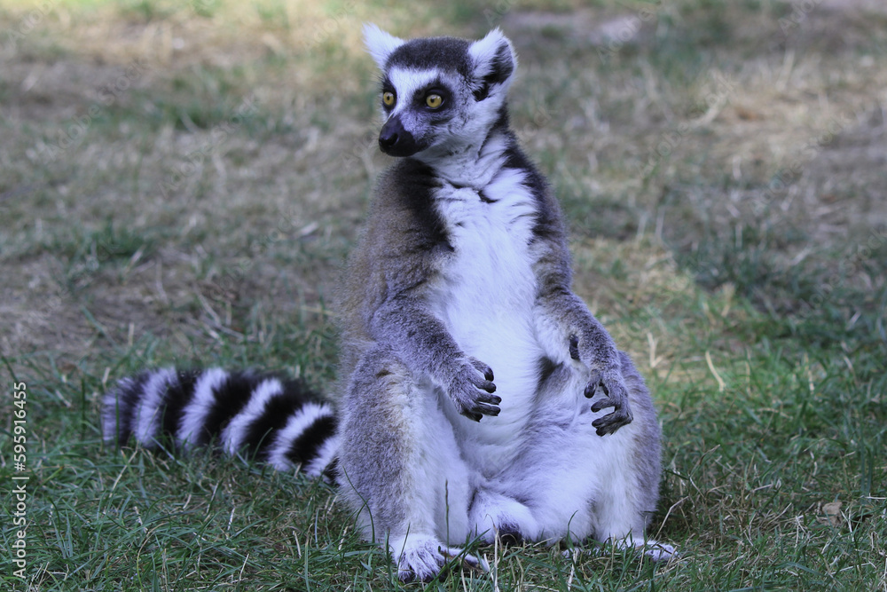Lemur in the wild sitting on the grass