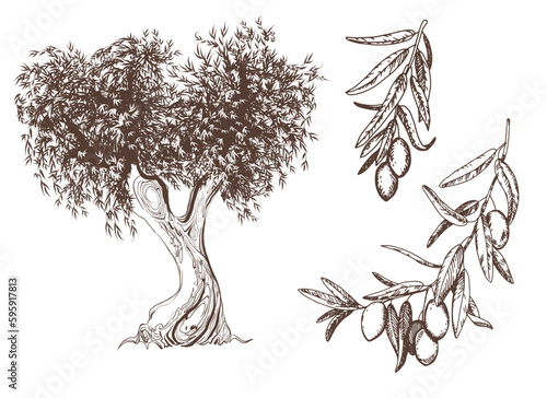 Vector vintage olive set isolated on white. Hand-drawn illustrations of a tree, branches with leaves and fruits in the style of an engraving. Symbols for the design of labels of oils, soaps, cosmetics