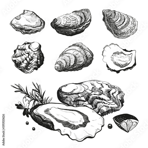 Hand drawn sketch oyster set. Seafood cuisine and dishes poster. Vector illustration oyster shell on white background.