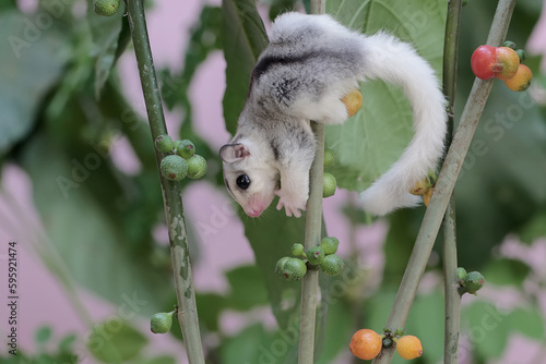 Two young sugar gliders were looking for food in the bushes. This mammal has the scientific name Petaurus breviceps. photo