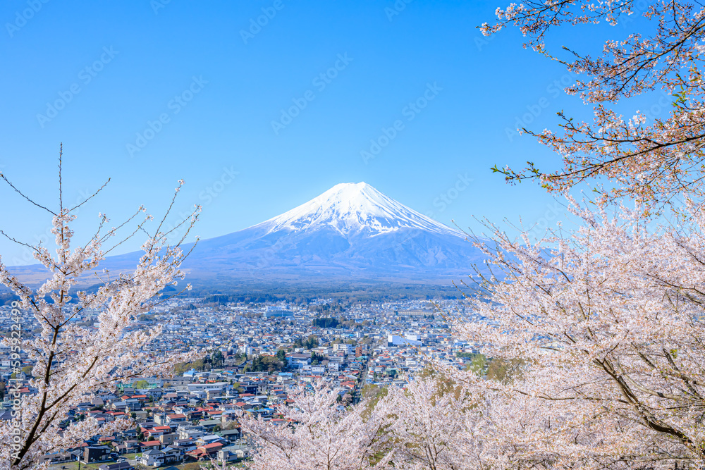 春の新倉山浅間公園から見た桜と富士山 山梨県富士吉田市 Cherry blossoms and Mount Fuji seen from Arakurayama Sengen Park in spring. Yamanashi Pref, Fujiyoshida City. 春の新倉山浅間公園から見た桜と富士山 山梨県富士吉田市 Cherry blossoms and Mount Fuji seen from Arakurayama Sengen Park in spring. Yamanashi Pref, Fujiyoshida City.