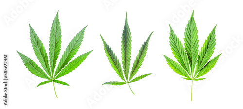 Cannabis leaf isolated on white background. hemp for advertising medicine. marijuana news.