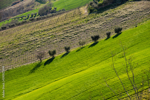 Countryside landscape, green agricultural fields and olive trees among hills