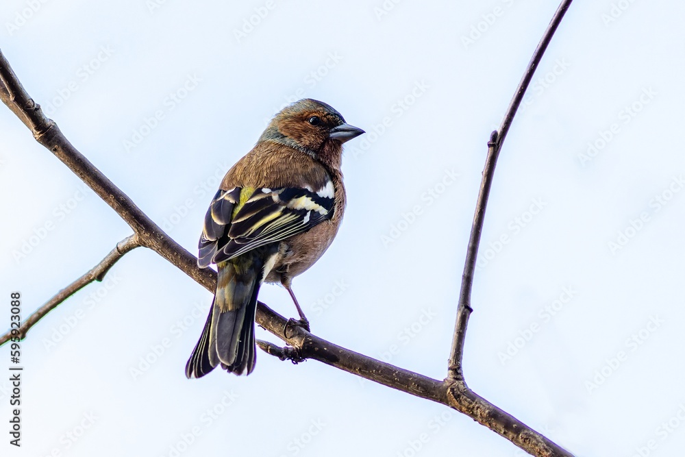 The common chaffinch, a male songbird, perching on a branch. Blue sky in the background.