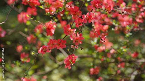 The beautiful flowers blooming in the garden in spring with the warm sunlight