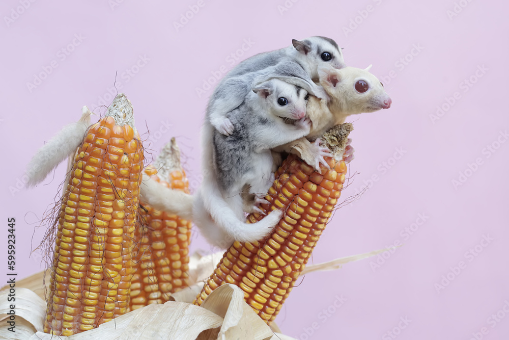 An albino sugar glider mother is eating corn kernels while holding her
