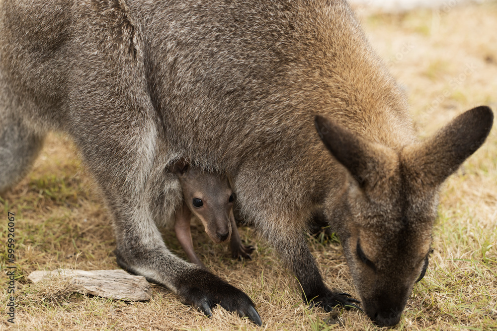 marsupial babies in pouch