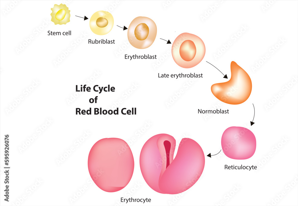 life-cycle-of-red-blood-cell-stock-vector-adobe-stock