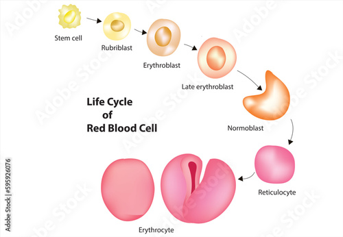 life cycle of red blood cell photo
