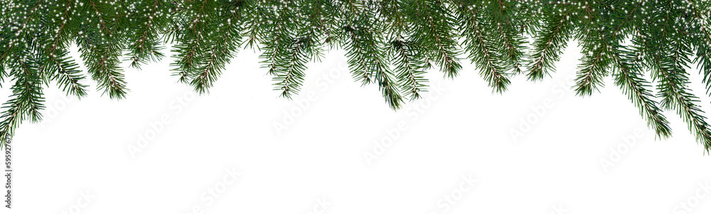 border of isolated green christmas tree branches at the edge on transparent background with sparkling white snowflakes, overlay decoration texture spruce border of isolated green christmas tree branches at the edge on transparent background with sparkling white snowflakes, overlay decoration texture spruce