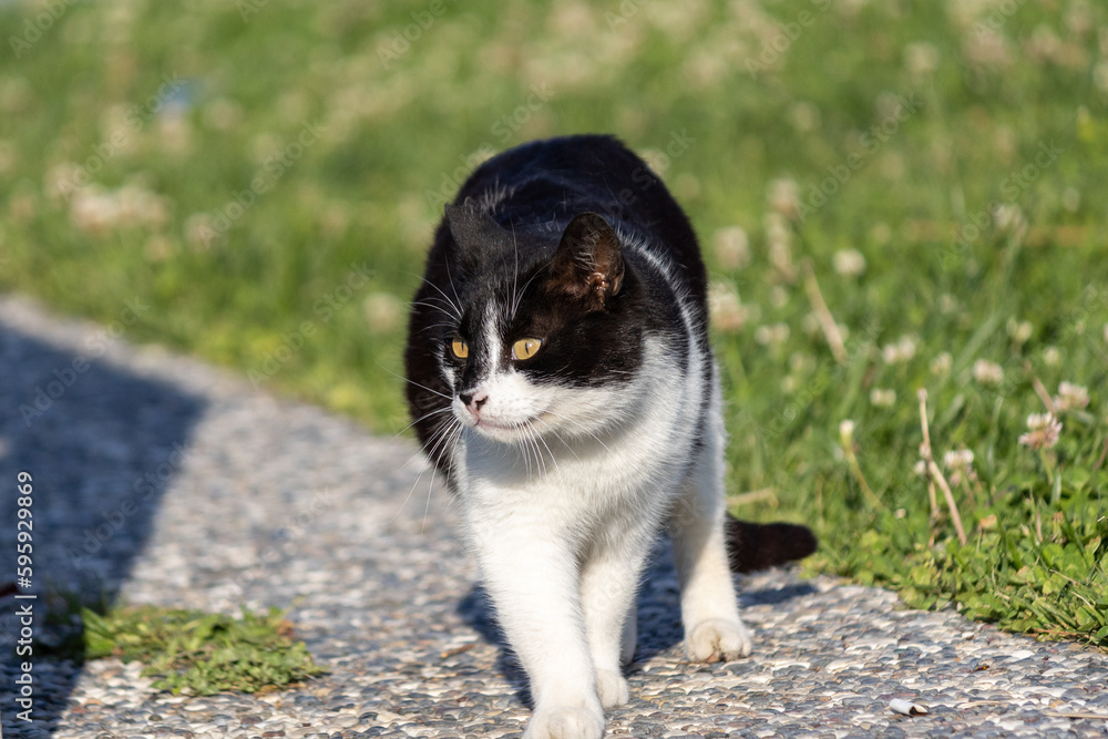 Black and white stray cat walking in the public park Black and white stray cat walking in the public park