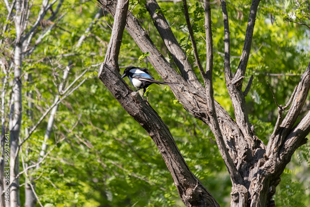 Eurasian magpie standing on the branch of the tree Eurasian magpie standing on the branch of the tree
