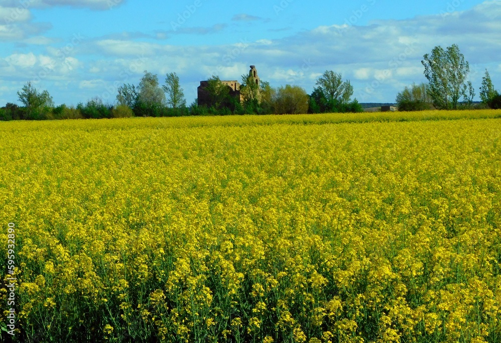 campo de colza en vidriales