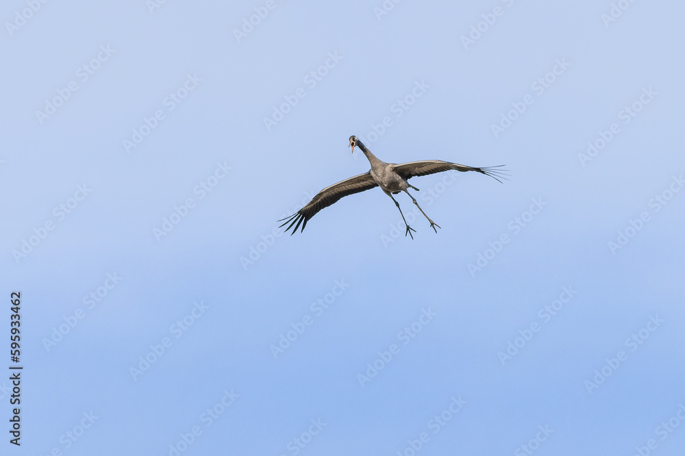 The common crane, a large grey bird, flying with spread wings and open beak. Sunny spring day. Clear blue sky in the background.