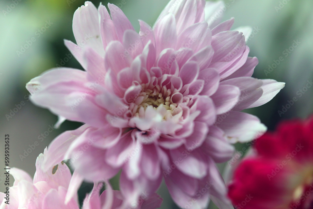 Macro image of a pink Florist's Daisy flower, Derbyshire England
Macro image of a pink Florist's Daisy flower, Derbyshire England