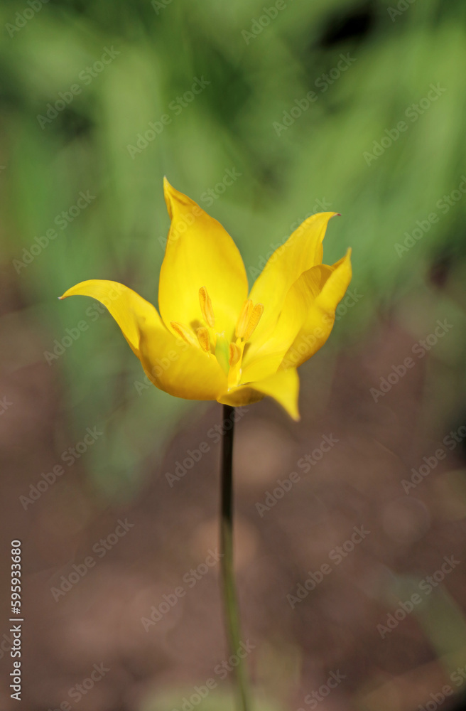 Obraz premium Macro image of a Wild Tulip flower, Derbyshire England 