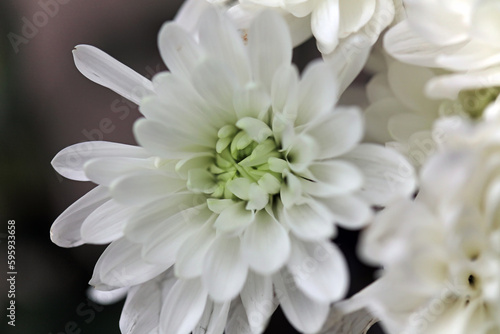 Macro image of a white Florist s Daisy flower  Derbyshire England 